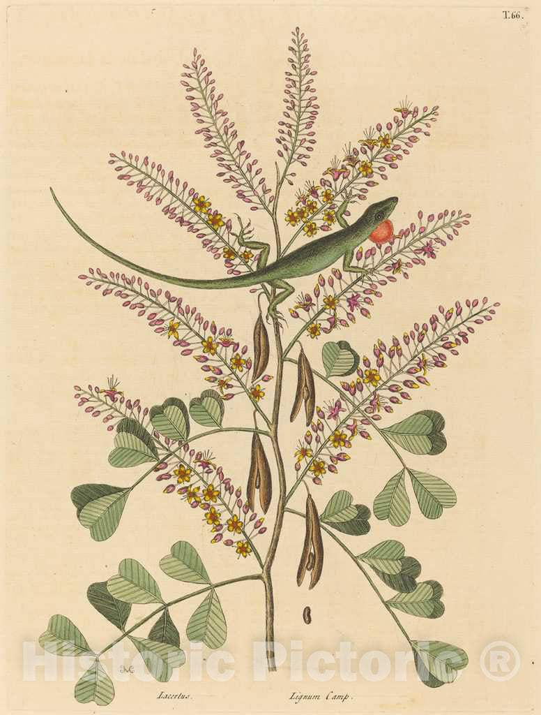 Art Print : Mark Catesby, The Green Lizard of Jamaica (Lacerta bullaris), 1731-1743 - Vintage Wall Art