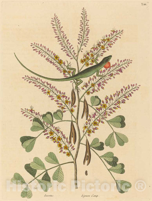 Art Print : Mark Catesby, The Green Lizard of Jamaica (Lacerta bullaris), 1731-1743 - Vintage Wall Art