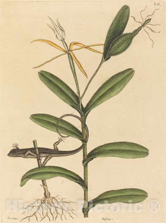 Art Print : Mark Catesby, The Lyon Lizard (Lacerta 6-lineata), 1731-1743 - Vintage Wall Art