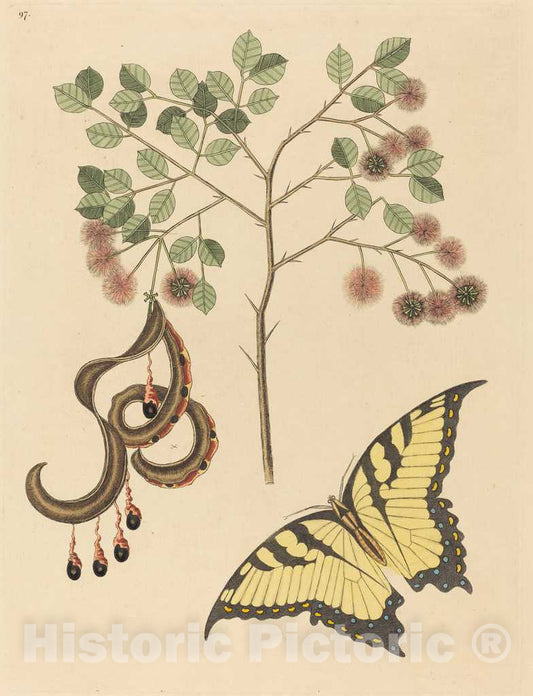 Art Print : Mark Catesby, Cat's Claw (Mimosa circinalis), 1731-1743 - Vintage Wall Art