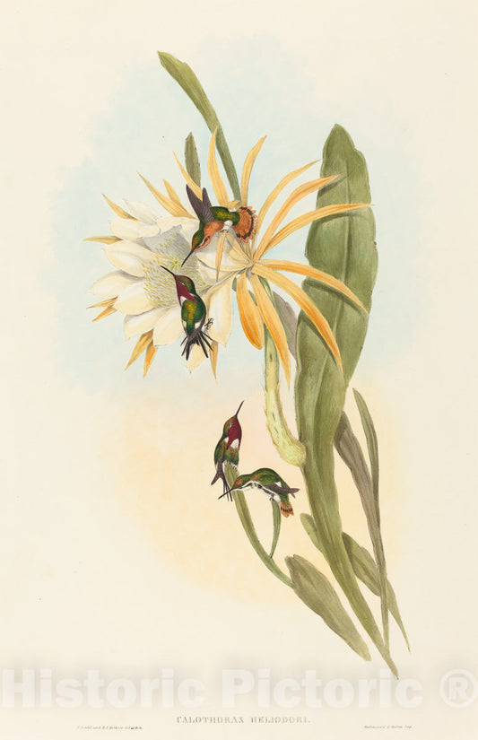 Art Print : Gould and H.C. Richter, Calothorax heliodori - Vintage Wall Art