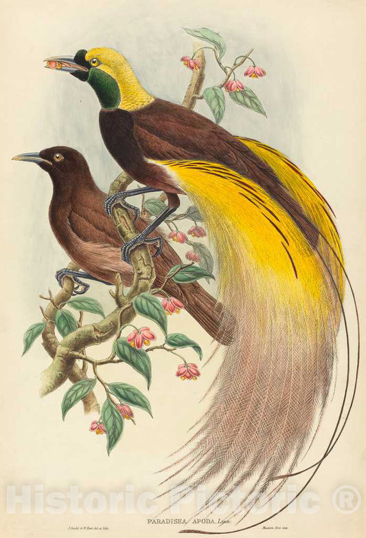 Art Print : Gould and W. Hart, Bird of Paradise (Paradisea Apoda), 1875-1888 - Vintage Wall Art