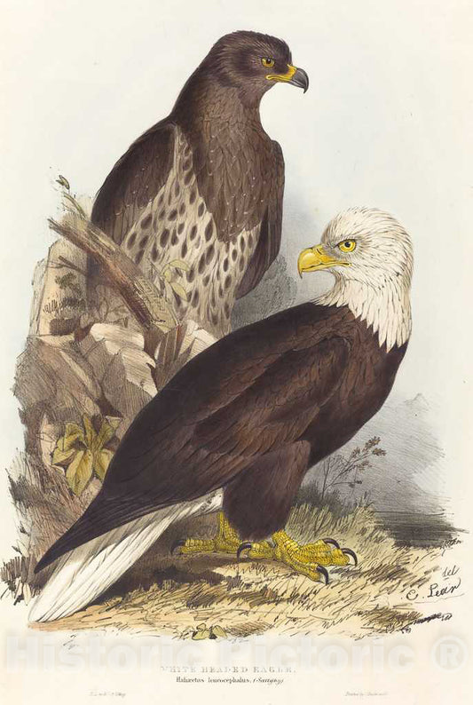 Art Print : Edward Lear, White Headed Eagle (Haliaetus leucocephalus), 1832-1837 - Vintage Wall Art