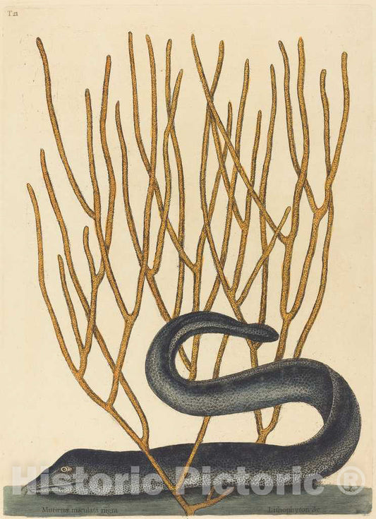 Art Print : Mark Catesby, The Black Muray (Muraenae helenae Varietas), 1754 - Vintage Wall Art