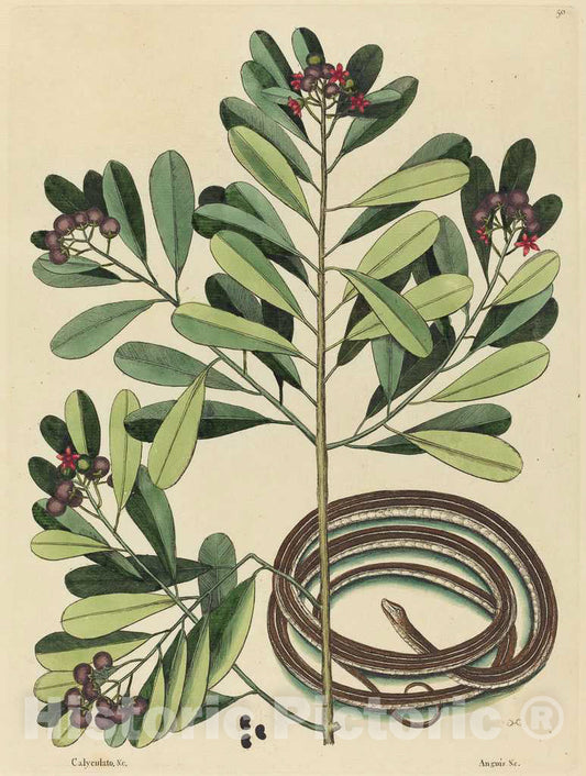 Art Print : Mark Catesby, The Ribbon Snake (Coluber saurita), 1731-1743 - Vintage Wall Art
