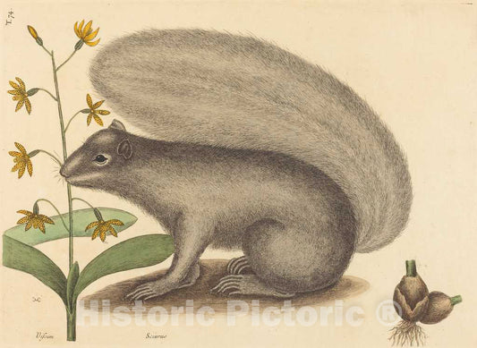 Art Print : Mark Catesby, The Grey Fox Squirrel (Sciurus cinereus), 1731-1743 - Vintage Wall Art