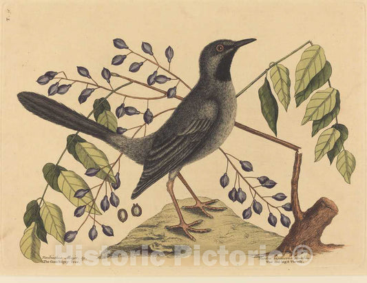 Art Print : Mark Catesby, The Red Legged Thrush (Turdus plumbeus), 1731-1743 - Vintage Wall Art