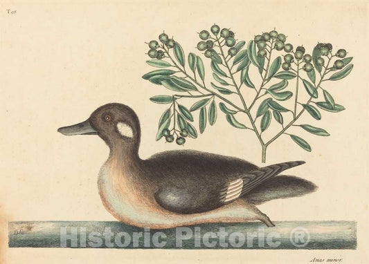 Art Print : Mark Catesby, The Little Brown Duck (Anas Rustica), 1754 - Vintage Wall Art