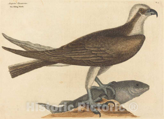 Art Print : Mark Catesby, The Fishing Hawk (Falco haliaetus), 1754 - Vintage Wall Art
