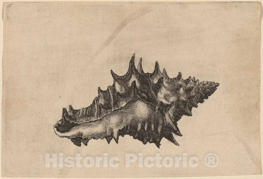 Art Print : Wenceslaus Hollar, Shell (Vasum ceramicum), c. 1645 - Vintage Wall Art