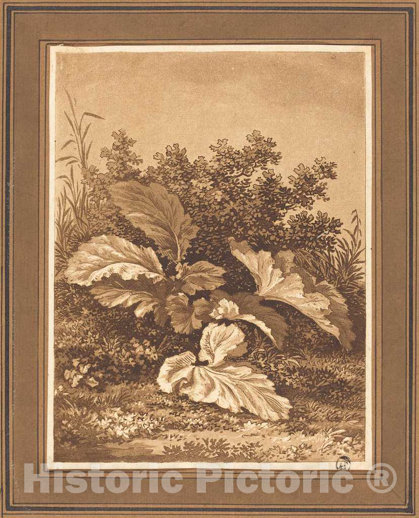 Art Print : Christian August GÃ¼nther, A Study of Leaves, c. 1796 - Vintage Wall Art