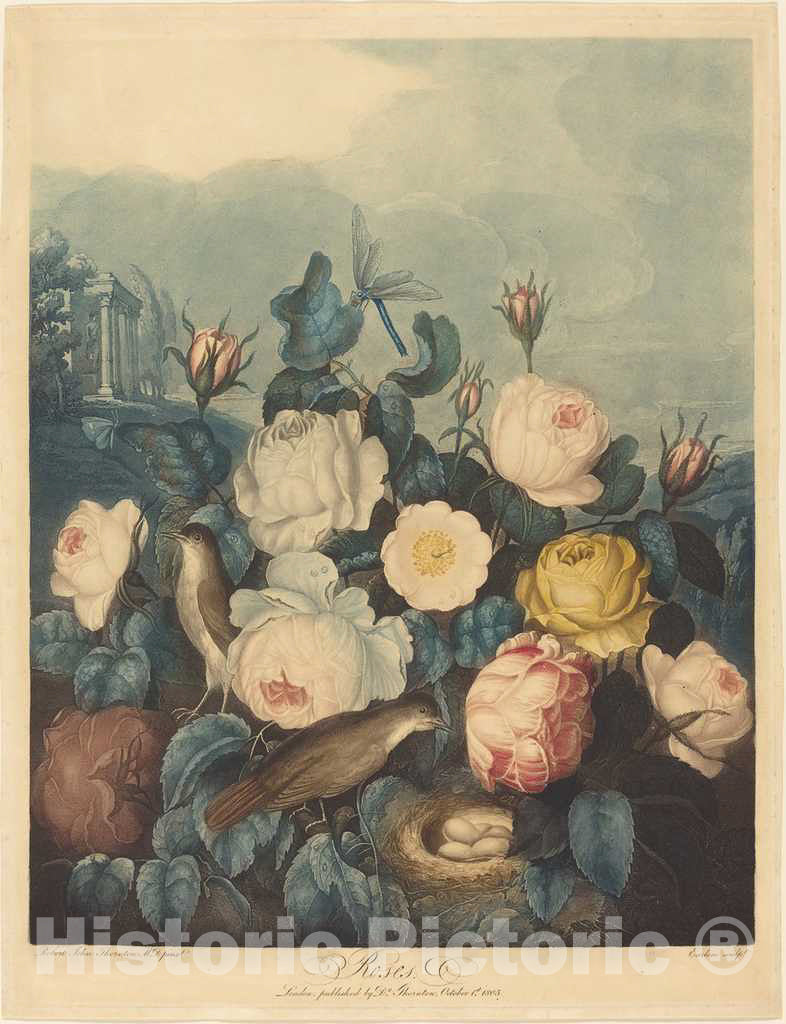 Art Print : Earlom After Dr. Thornton, Roses, 1805 - Vintage Wall Art