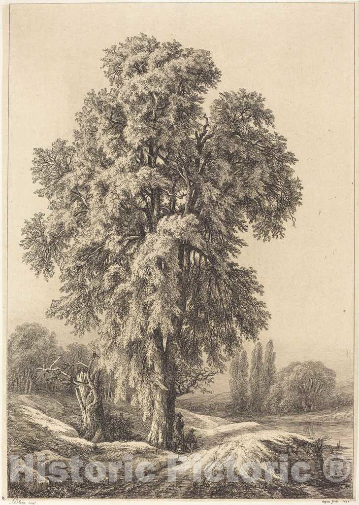Art Print : EugÃ¨ne BlÃ©ry, The Elm Tree, 1840 - Vintage Wall Art