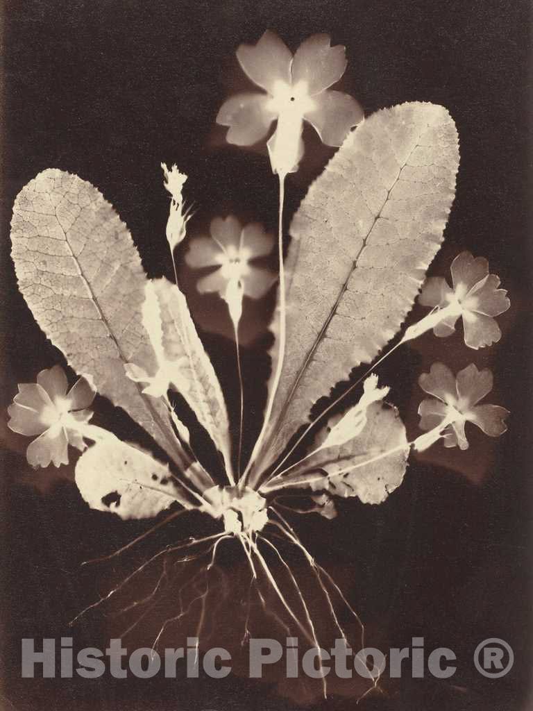 Art Print : Botanical Photogram, 1860s - Vintage Wall Art