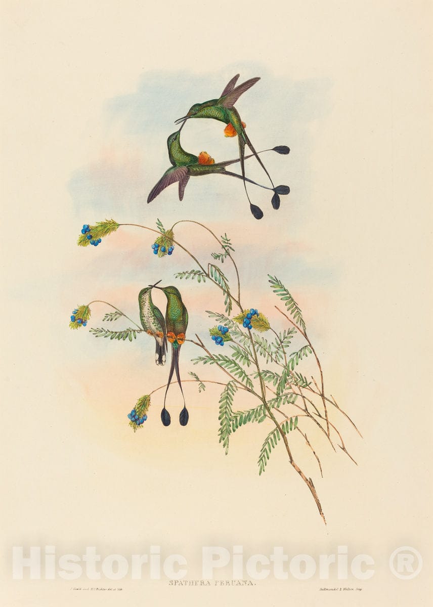 Art Print : Gould and H.C. Richter, Spathura peruana (Peruvian Racket-Tail) - Vintage Wall Art