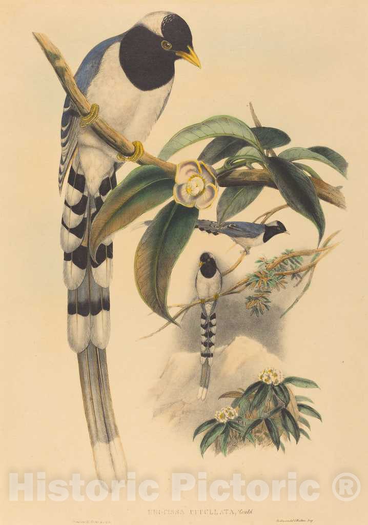 Art Print : Gould and H.C. Richter, Urocissa cucullata, c.1867 - Vintage Wall Art