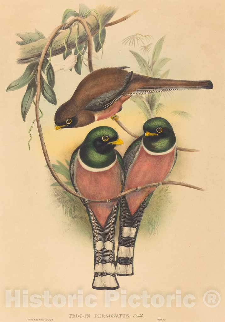 Art Print : Gould and H.C. Richter, Trogan personatus, c.1837 - Vintage Wall Art