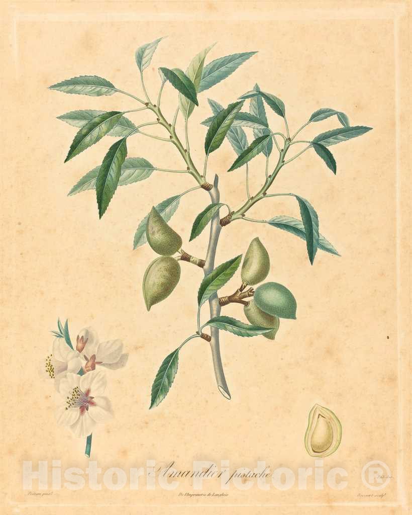 Art Print : A. Poiteau, Amandier pistache - Vintage Wall Art