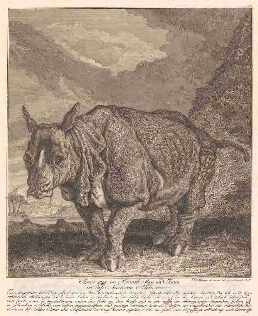 Art Print : Johann Elias Ridinger, Nashorn Rhinoceros, 1748 - Vintage Wall Art