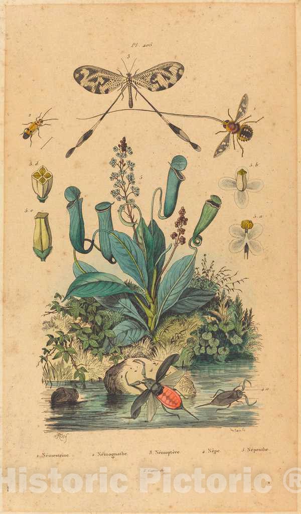 Art Print : Insects and Flowers, 1837 - Vintage Wall Art