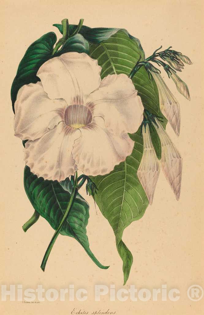 Art Print : Samuel Holden, Echites splendens - Vintage Wall Art