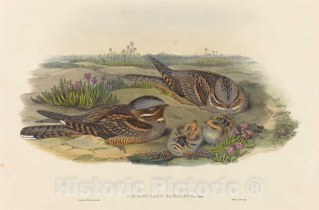 Art Print : Gould and H.C. Richter, Caprimulgus europaeus (Nightjar) - Vintage Wall Art