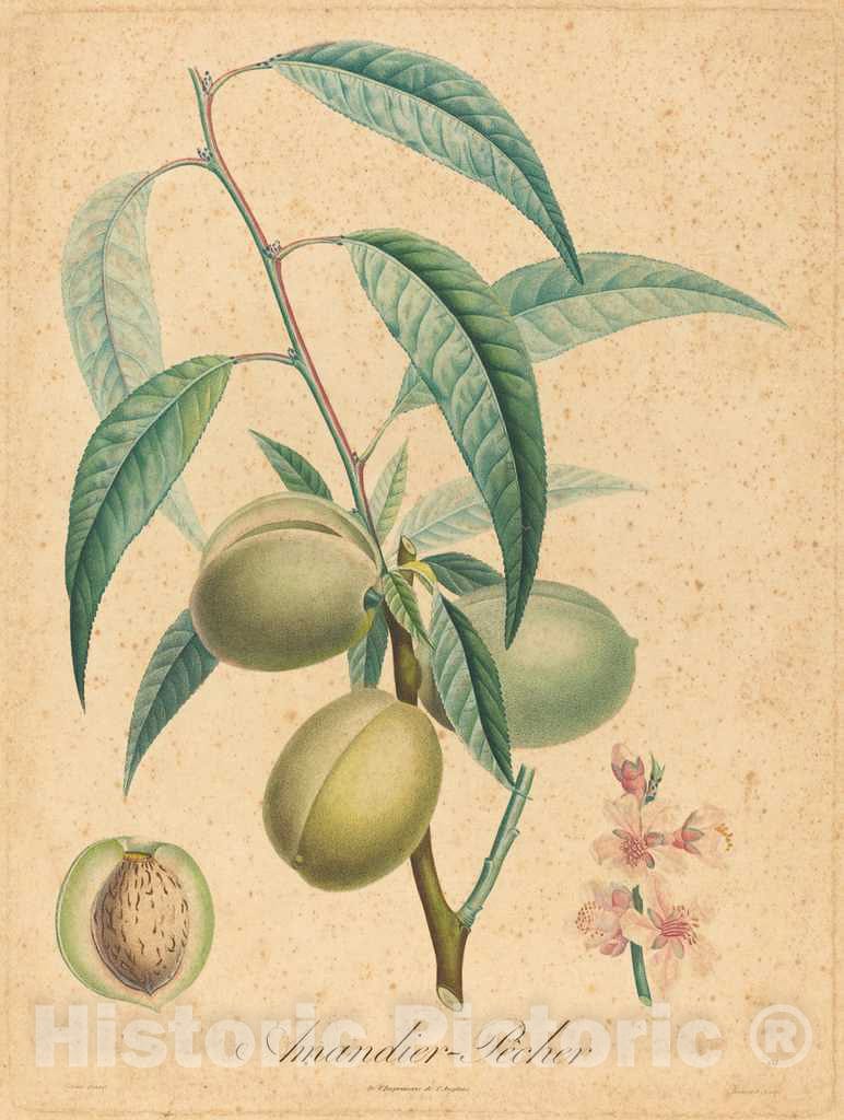 Art Print : A. Poiteau, Amandier - Pecher - Vintage Wall Art