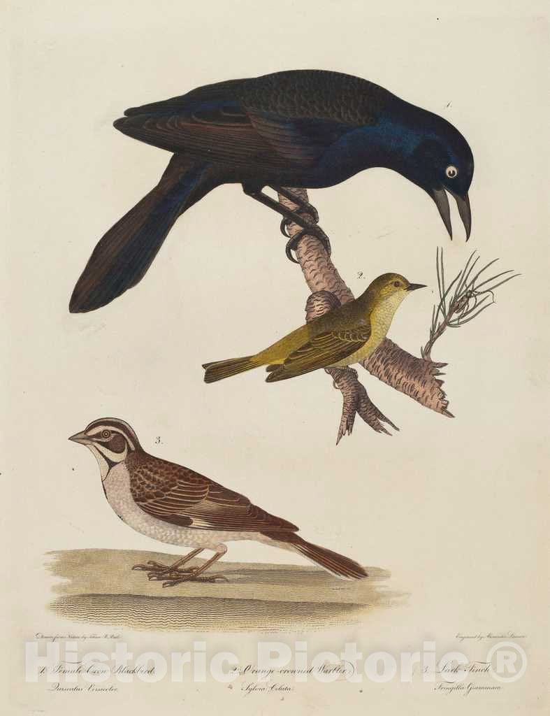 Art Print : Lawson After Titian Ramsay Peale, Female Crow Blackbird, Orange-Crowned Warbler, Lark Finch - Vintage Wall Art