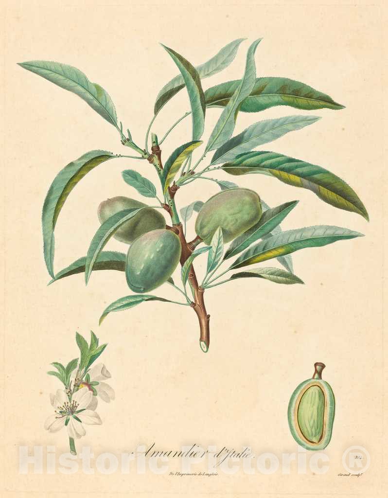 Art Print : A. Poiteau, Amandier d'Italie - Vintage Wall Art