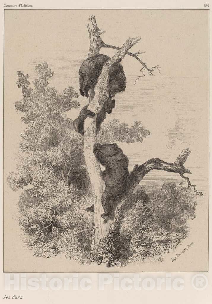 Art Print : Karl Bodmer, Les Ours - Vintage Wall Art