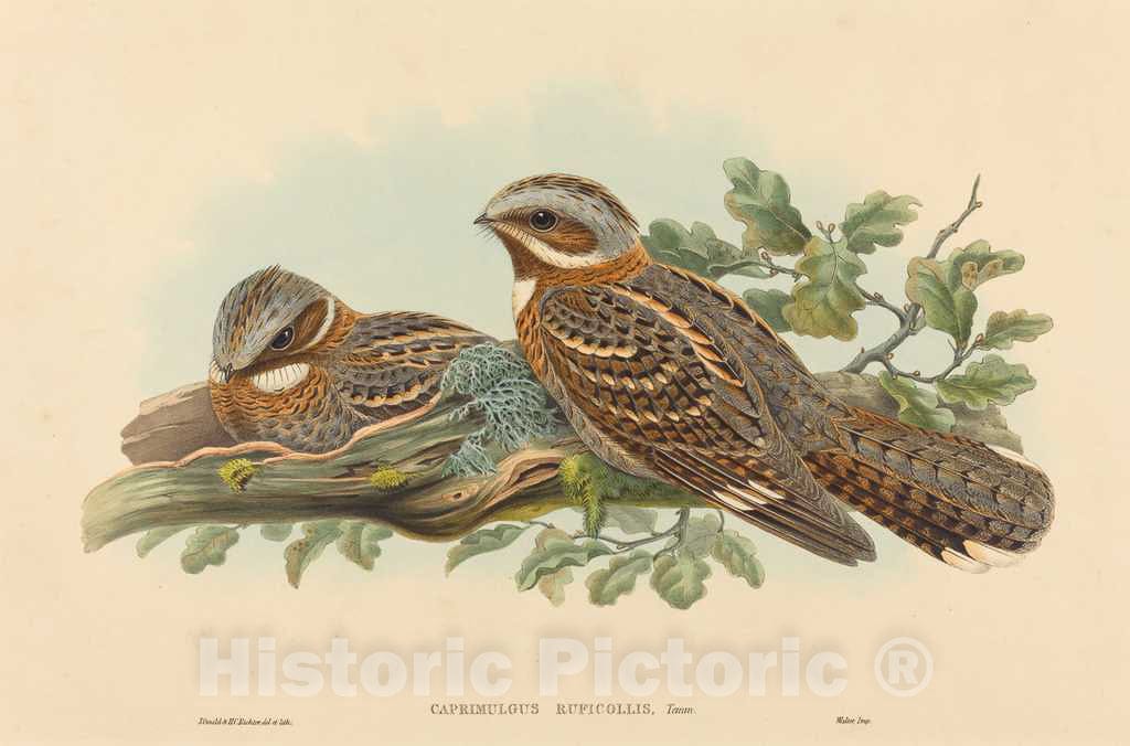 Art Print : Gould and H.C. Richter, Caprimulgus Ruficollis - Vintage Wall Art