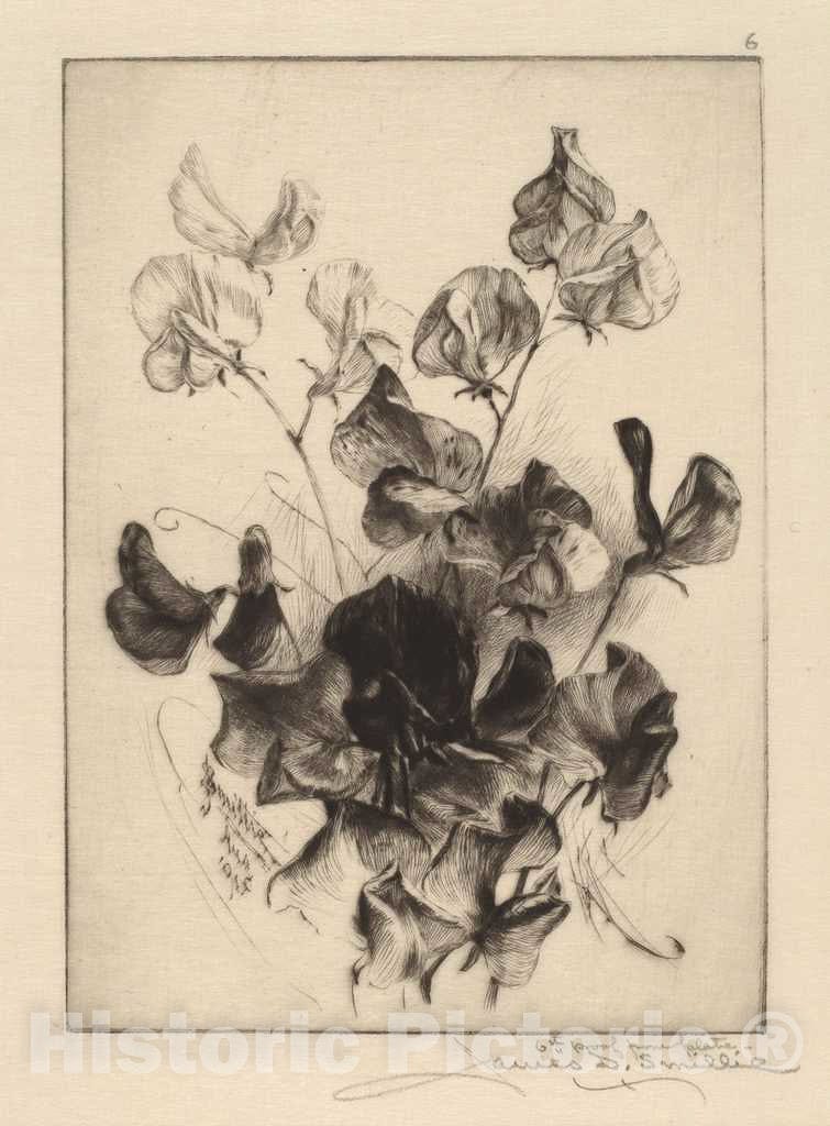 Art Print : Smillie, Sweet Peas, 1891 - Vintage Wall Art