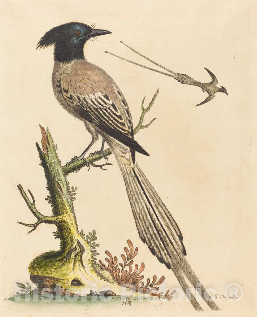 Art Print : George Edwards, The Black and White Crested Bird of Paradise, 1743 - Vintage Wall Art