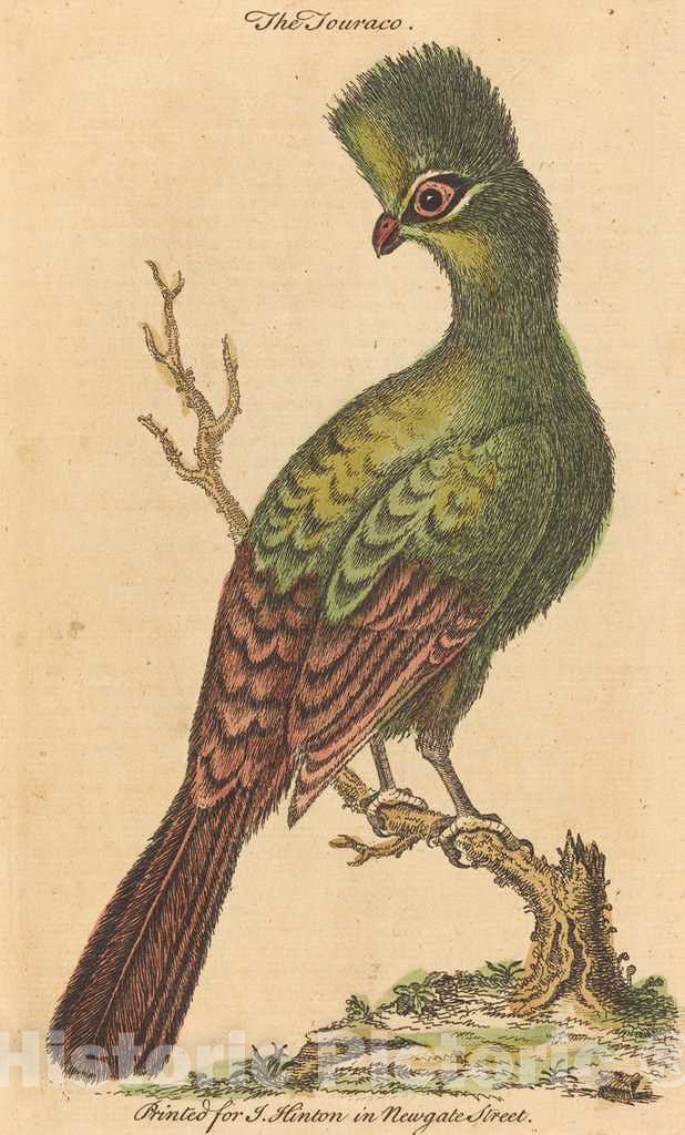 Art Print : The Touraco Bird - Vintage Wall Art