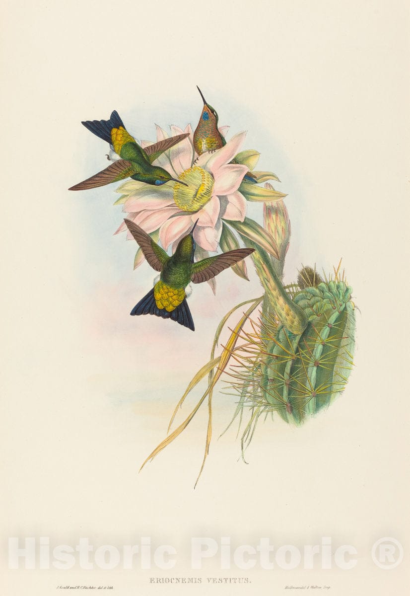 Art Print : Gould and H.C. Richter, Eriocnemis vestitus (Glowing Puff-Leg) - Vintage Wall Art