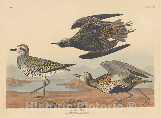 Art Print : Havell After Audubon, Golden Plover, 1836 - Vintage Wall Art
