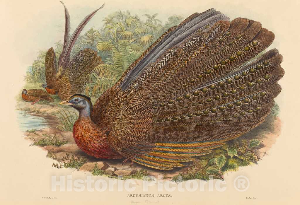 Art Print : Hart, Argus Pheasant (Argusianus Argus), 1850-1883 - Vintage Wall Art