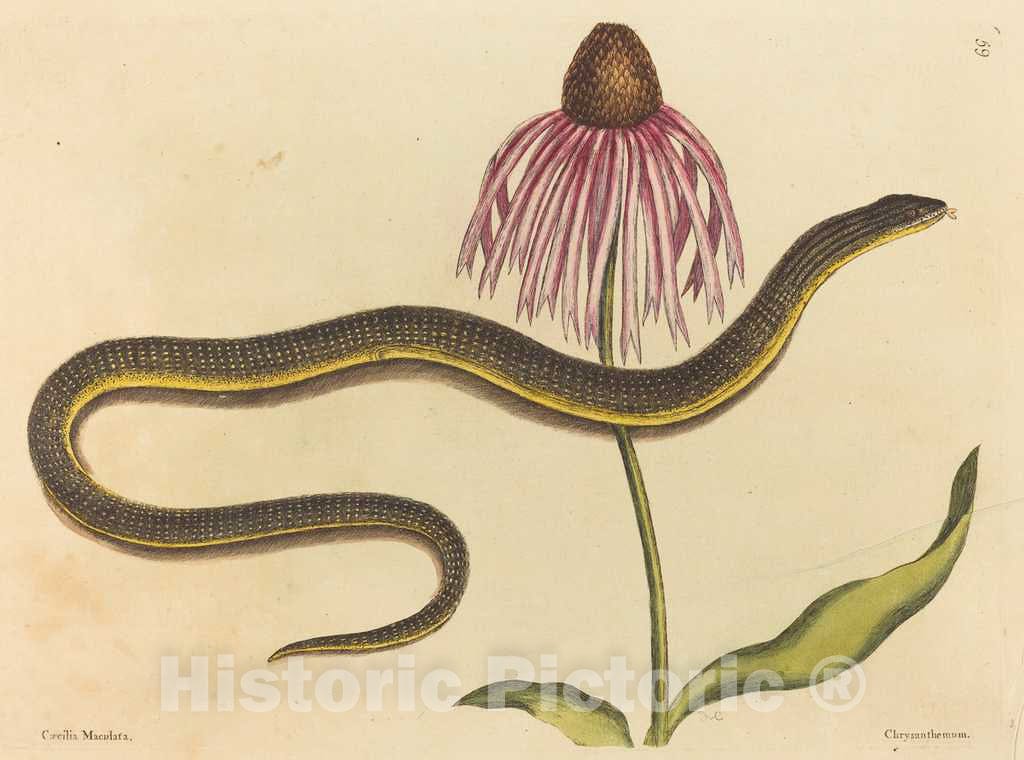 Art Print : Mark Catesby, The Glass Snake (Anguis ventralis), 1731-1743 - Vintage Wall Art