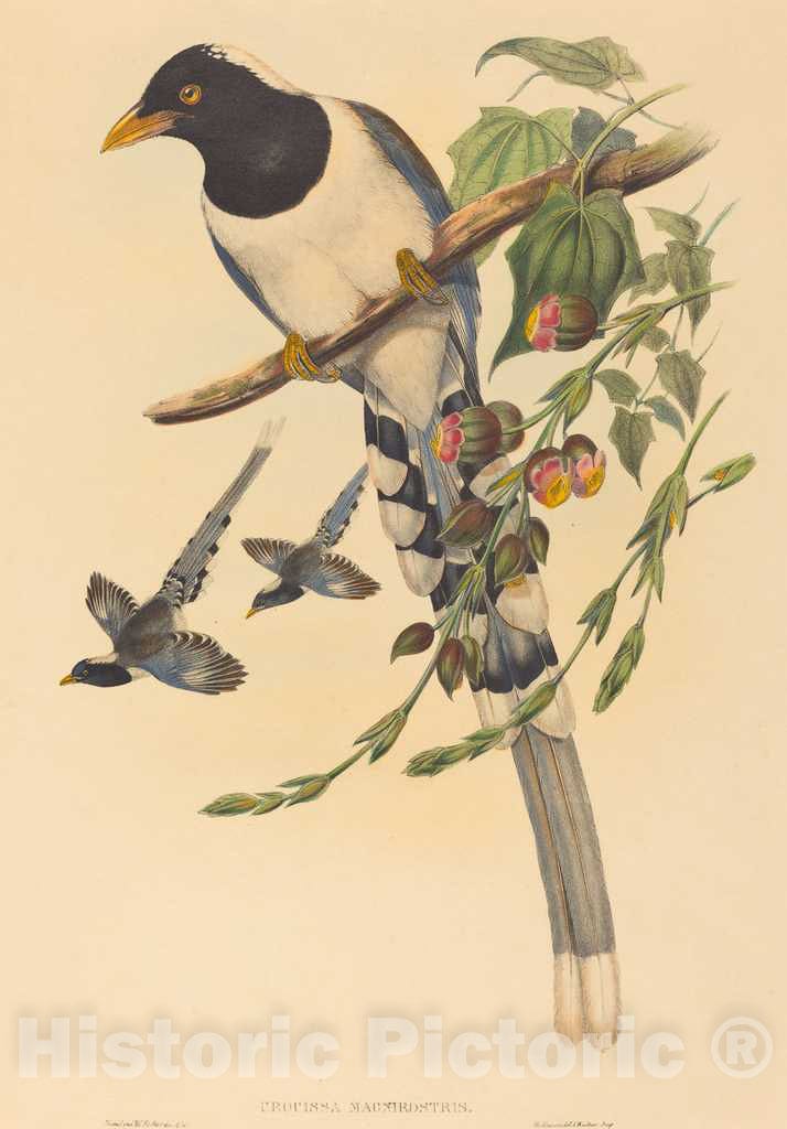 Art Print : Gould and H.C. Richter, Urocissa magnirostris, c.1867 - Vintage Wall Art
