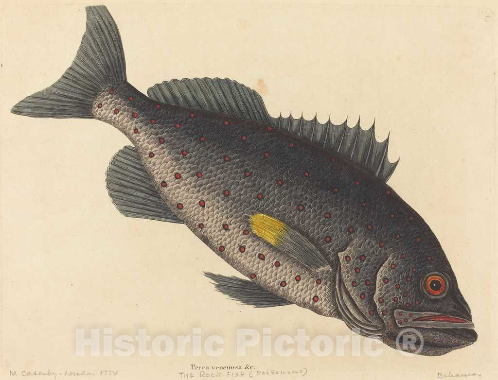 Art Print : Mark Catesby, The Rock Fish (Perca venenosa), 1754 - Vintage Wall Art