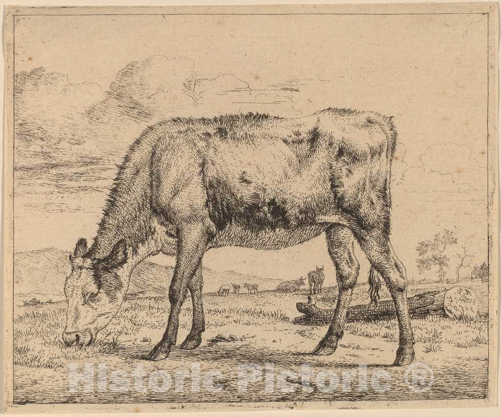 Art Print : Adriaen Van de Velde, Grazing Calf, c.1658 - Vintage Wall Art