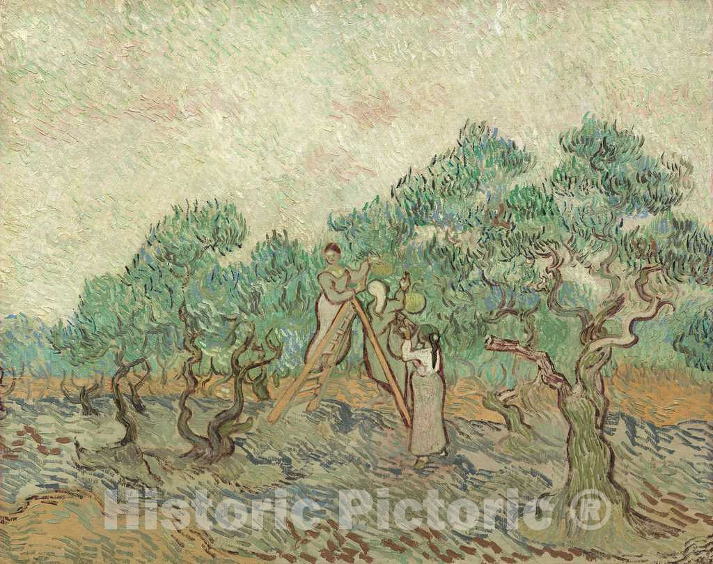 Art Print : Vincent Van Gogh, The Olive Orchard, 1889 - Vintage Wall Art