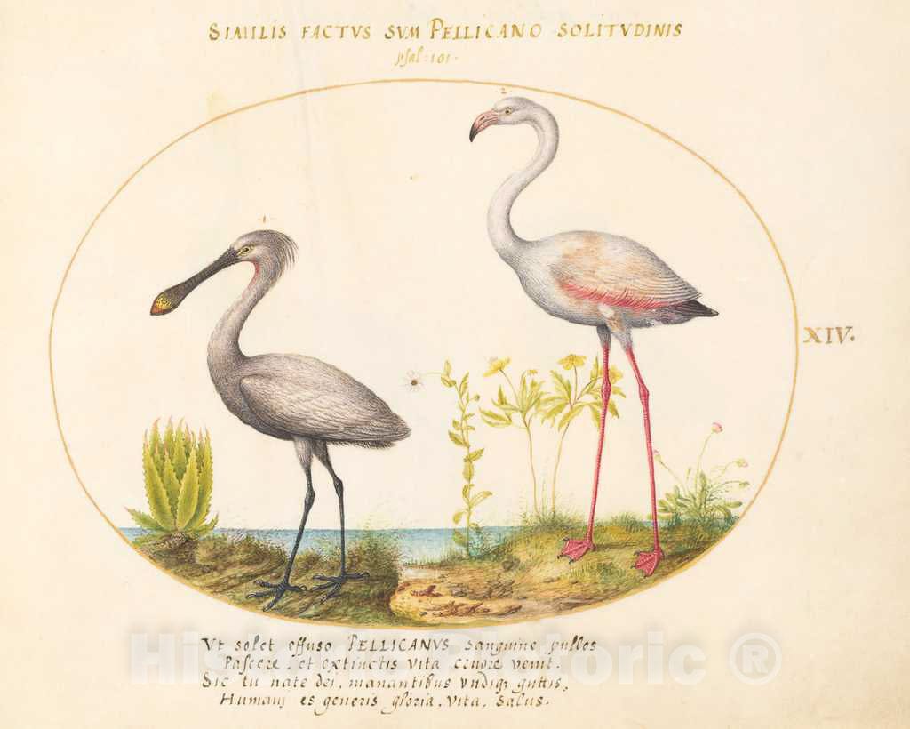 Art Print : Joris Hoefnagel, Animalia Volatilia et Amphibia (Aier): Plate XIV, c.1578 - Vintage Wall Art