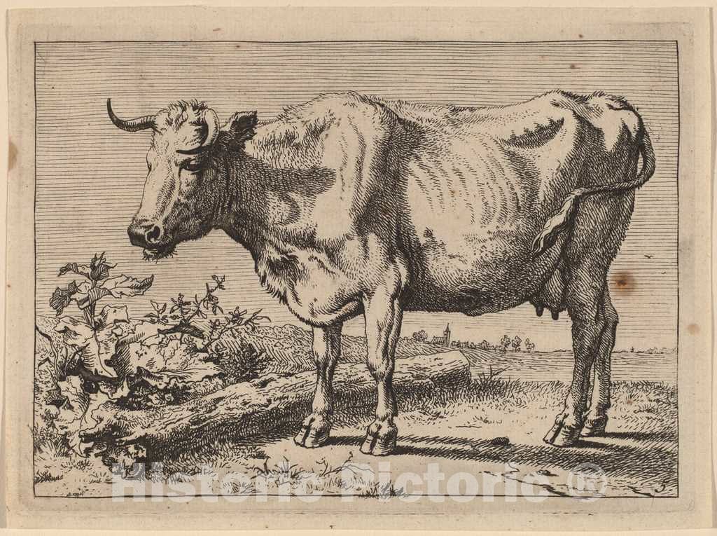 Art Print : Paulus Potter, Standing Cow (Cow with a Crumpled Horn), 1650 - Vintage Wall Art