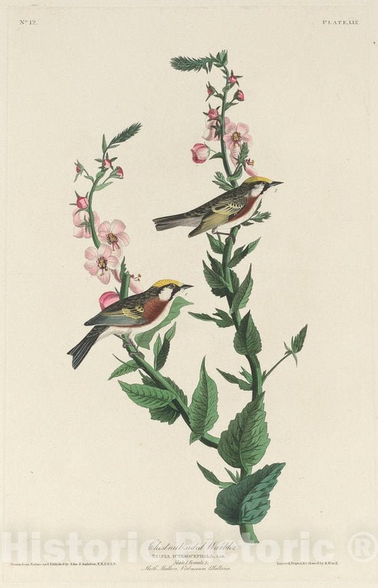 Art Print : Havell After Audubon, Chestnut-Sided Warbler, 1829 - Vintage Wall Art