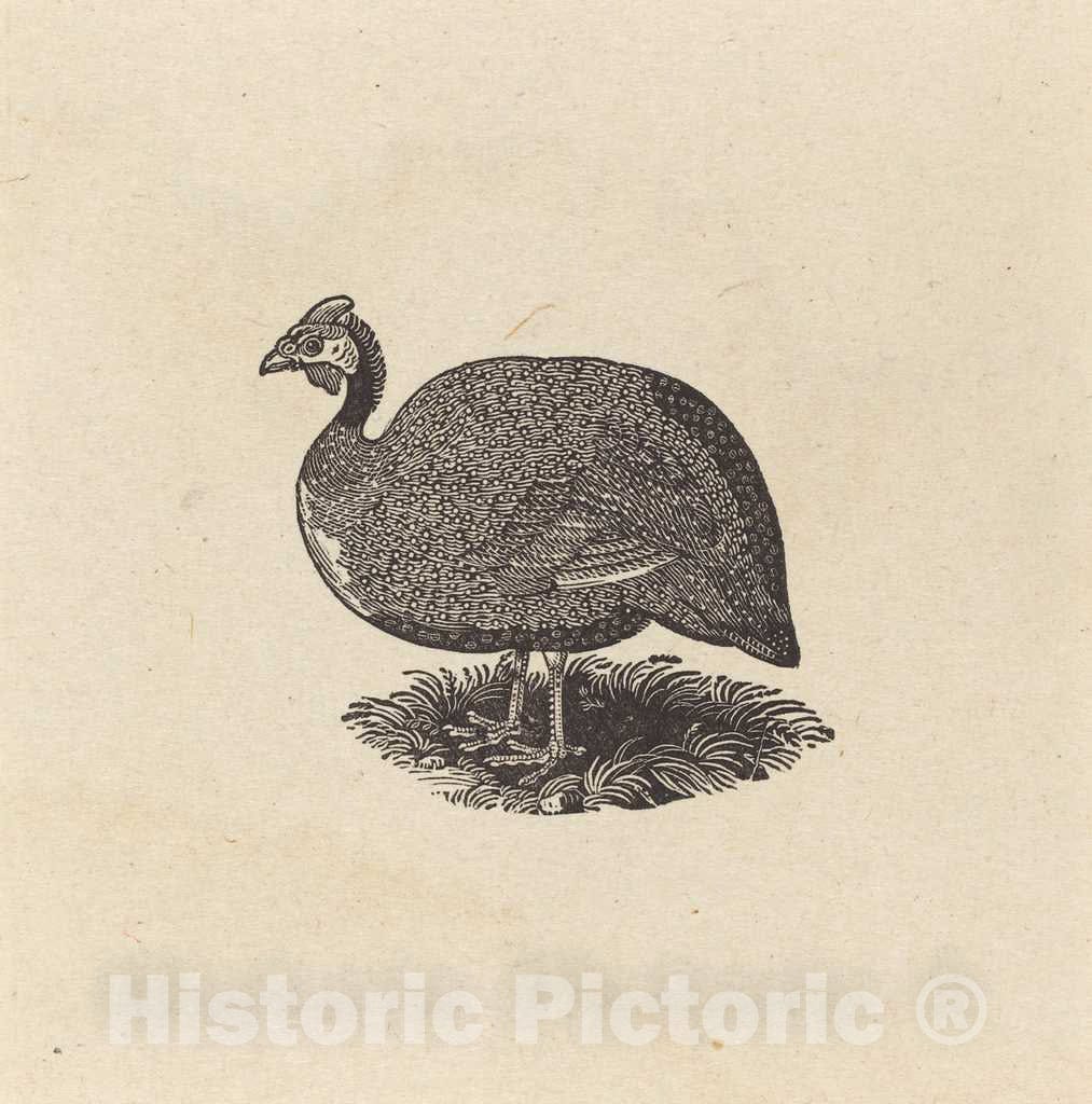 Art Print : Thomas Bewick, Guinea Hen, c. 1800 - Vintage Wall Art
