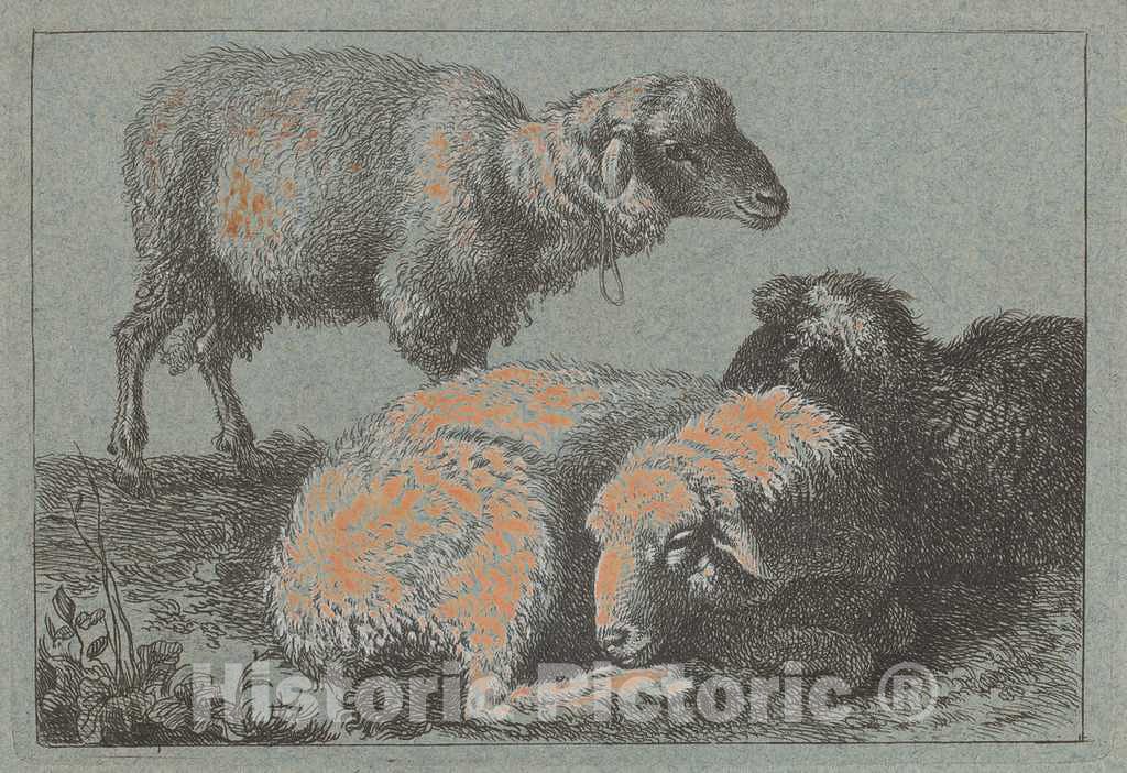 Art Print : Francesco Londonio, Two Reclining Sheep and One Standing Sheep, c.1758 - Vintage Wall Art