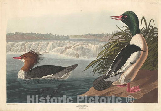 Art Print : Havell After Audubon, Goosander, 1836 - Vintage Wall Art