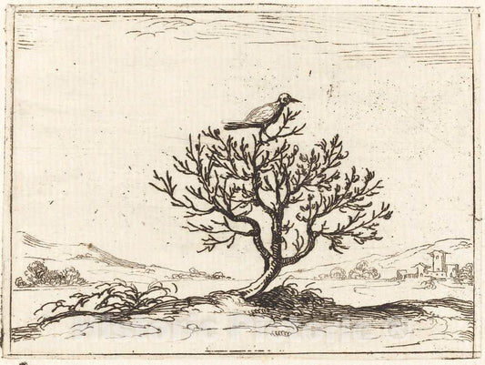 Art Print : Jacques Callot, Nightingale in a Bush, 1628 - Vintage Wall Art