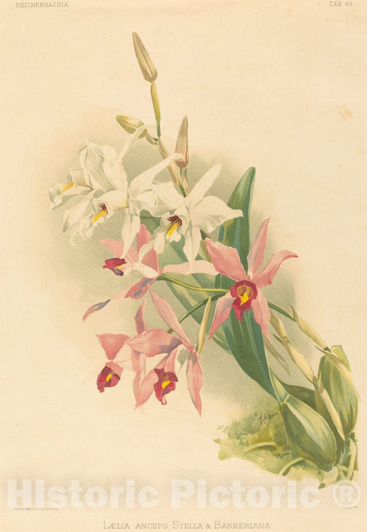 Art Print : Mansell After Moon, Laelia Anceps Stella & Barkeriana - Vintage Wall Art